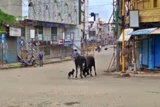 The quarrel of street cattle