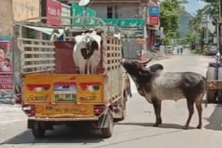 Watch: Affectionate bond between bull and cow leaves people amaze