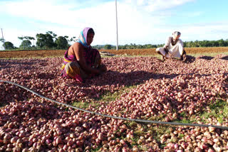 Corona crisis: Onion bring tears in Farmers in Chamrajnagar