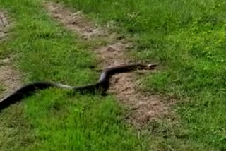 A 15-foot-long Kalinga snake spotted in the Bhadra backwaters