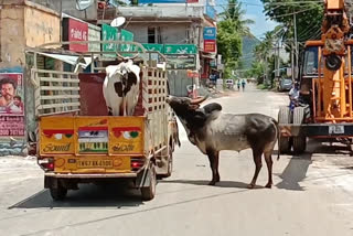 "Pls... Don't  leave me" -  A love tale between Bull and Cow