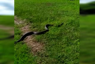 King Cobra found in karnataka