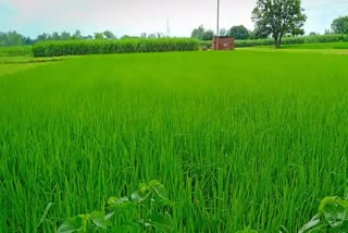 1177 farmers applied for construction of recharge shaft in Haryana