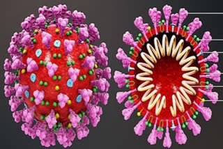 coronavirus