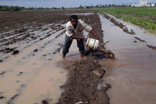 paddy fields are drowned in water because of heavy rains in krishna district