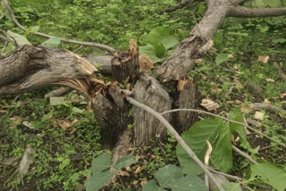 Continuous cutting of trees in the forest of Khivni Sanctuary