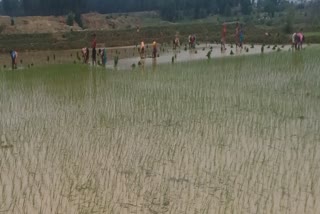 farmers are sowing paddy