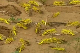 bhiwani administration prepared to fight with locust attack