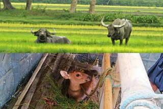 90 per cent of the Kaziranga National Park under water due to floods in Assam, many wild animals have taken shelter in highlands