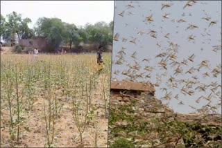 sirsa locust swarms attack