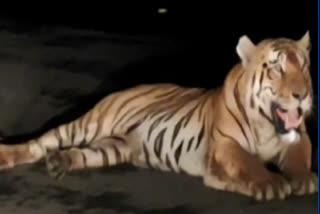 Watch: Tiger strays on a flyover in Madhya Pradesh