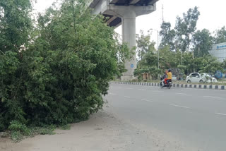 fallen tree becoming an accident risk in Mundka