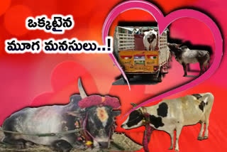 love of cow and ox in tamilnadu has beed happy ended with the action of deputy cm's son