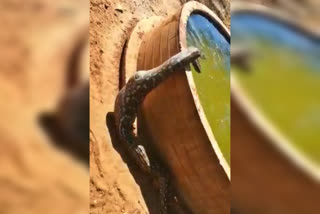 python-viral-video