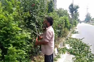 maintainace of plants on divider by mcd in west delhi