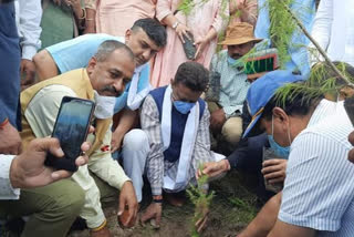 tree plantation in theog