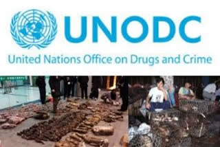 UNODC