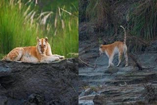 চৰ্ম ৰোগ বুলিহে মন্তব্য বিশেষজ্ঞৰ