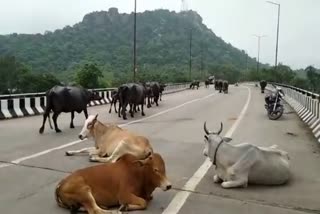 Stray cattle roaming in streets