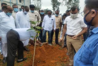 tree plantation in Surajpur