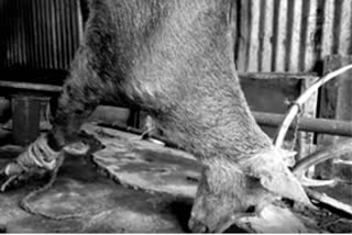 Miscreants kill deer for meat in Assam's Guwahati