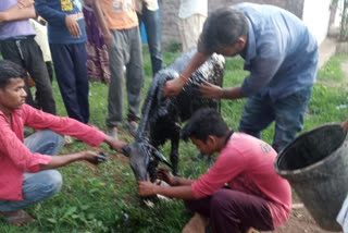 Cow calf dropped in pit of asphalt plant, Cow servants rescued in jabalpur