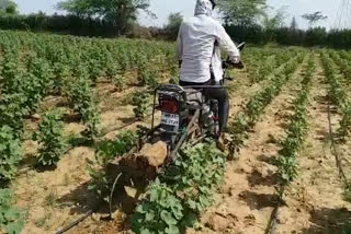 Bhilwara news, lack of rain, sowing of kharif crop