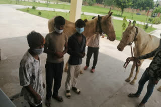 नोएडा में चोरी हुई घोड़ी समेत 3 आरोपी गिरफ्तार