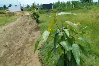 plantation in janjgir champa