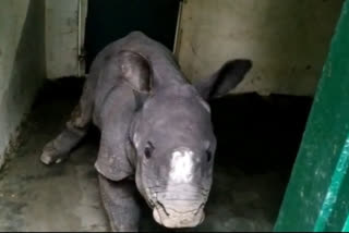rhino calf rescued near kaziranga national park