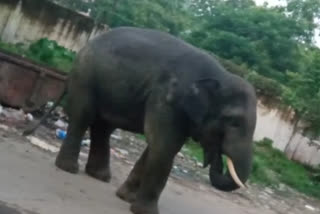 wild elephant roaming in guwahati