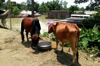 Flood Situation at Borghuli Unchanged