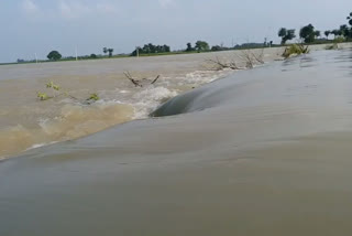 Bihar continues to battle floods as water levels in rivers rise