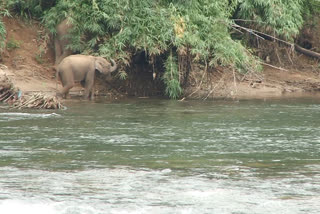 എറണാകുളം  ernakulam  kothamangalam  kuttampuzha  periyar  river  wild  elephant  കാട്ടാന