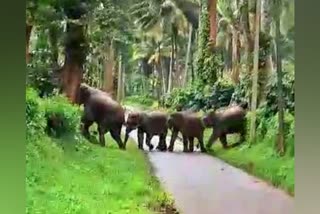 Wild elephant group found in Virajpet