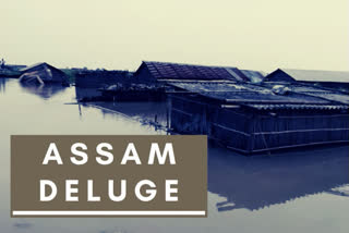 Kaziranga park  Assam  Assam flood  wild animals dead  wild animals rescued  ASDMA  കാസിരംഗ ദേശീയോദ്യാനം  അസം പ്രളയം  51ഓളം മൃഗങ്ങൾ ചത്തൊടുങ്ങി  ഗുവാഹത്തി  ദേശീയോദ്യാനം