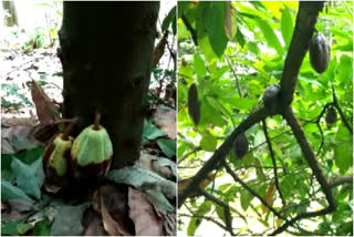 ഇടുക്കി കാർഷിക വാർത്ത  കൊക്കോ ഉത്പാദനം കുറഞ്ഞു  ഇടുക്കി കൊക്കോ ഉത്പാദനം  coco farming news  idukki farmers news  farming news idukki