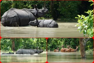 Assam floods: 80% of Kaziranga National Park is submerged in water