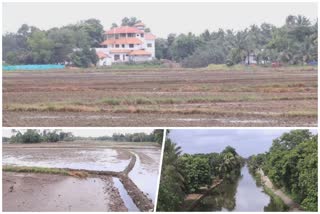 വിരിപ്പ് കൃഷി  kottayam  Farmers  cultivate  Virippu krshi  2018 ലെ പ്രളയം  സർക്കാർ നഷ്ടപരിഹാരം  കർഷകർ  കർഷകർ  നെല്‍കൃഷി