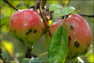 apple garden in upper shimla affected with scab disease