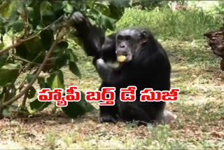 Chimpanzee birthday in nehru zoological park in hyderabad