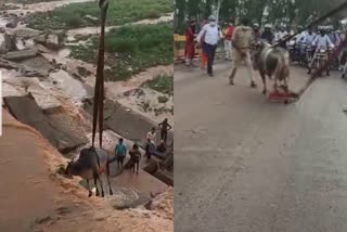 Traffic police rescues a cow  in Baddi
