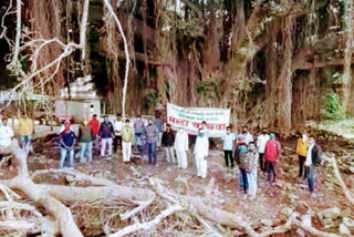 conservation of banyan tree sangli  sangli latest news  tree lovers agiation sangli  वृक्षप्रेमींचे चिपको आंदोलन सांगली  सांगली लेटेस्ट न्यूज