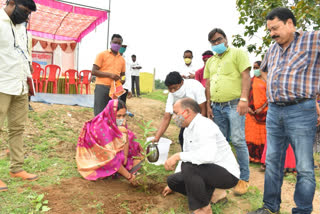 Plantation in Jejra of Janpad Panchayat Katghora