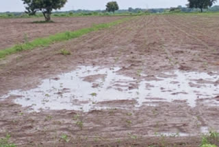 farmers suffering from heavy rains