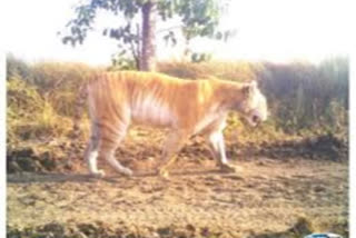 Kaziranga National Park