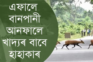 বানৰ কৱলত বিশ্ব ঐতিহ্য ক্ষেত্ৰ কাজিৰঙা ৰাষ্ট্ৰীয় উদ্যান