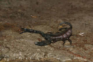 new scorpion species