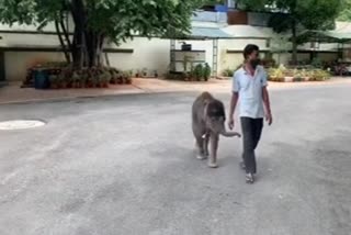Baby Elephant Running behind the Man: Love and Affection of the Elephant towards the man