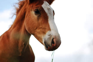 Horse trading